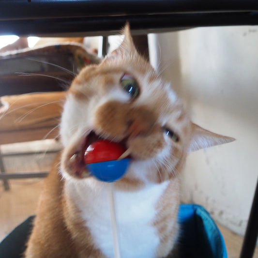 Pop ‘n Purr Lollipop