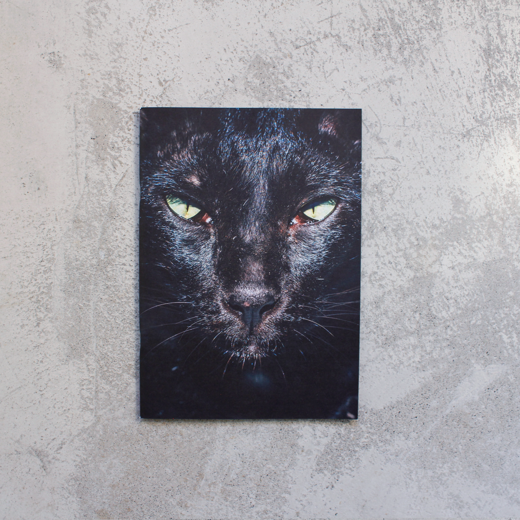 Backyard Diaries Vol. 2 - Bangkok, Black Cat Edition / Nikita