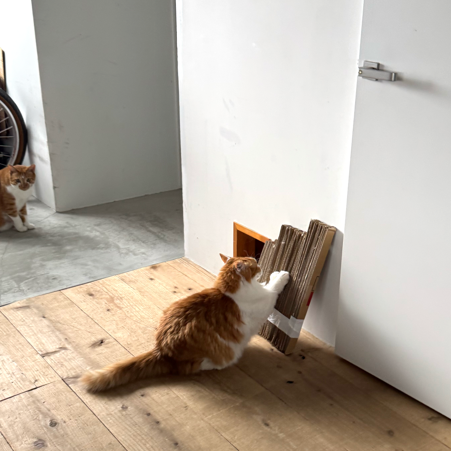 Cardboard Scratch Cutter
