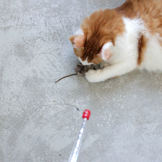 Cat Catcher