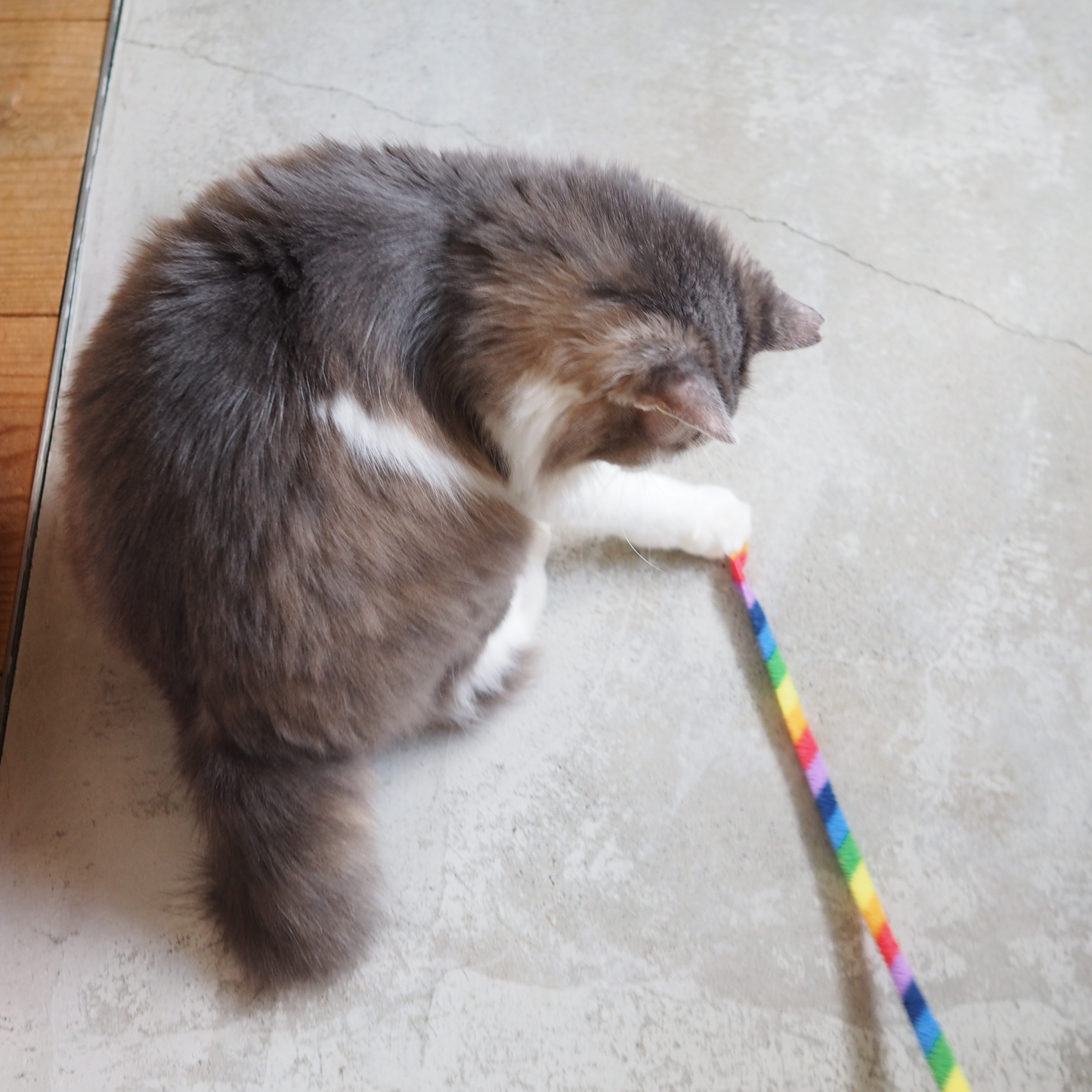 Cat Charmer
