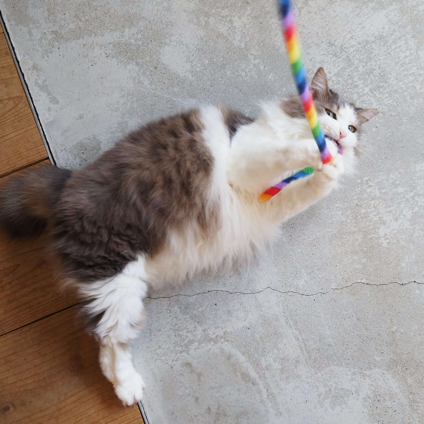 Cat Charmer