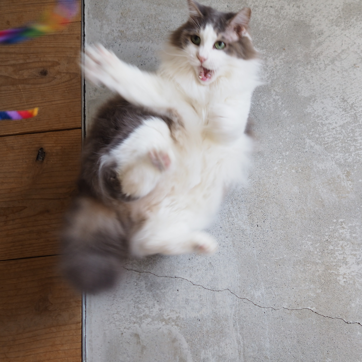 Cat Charmer