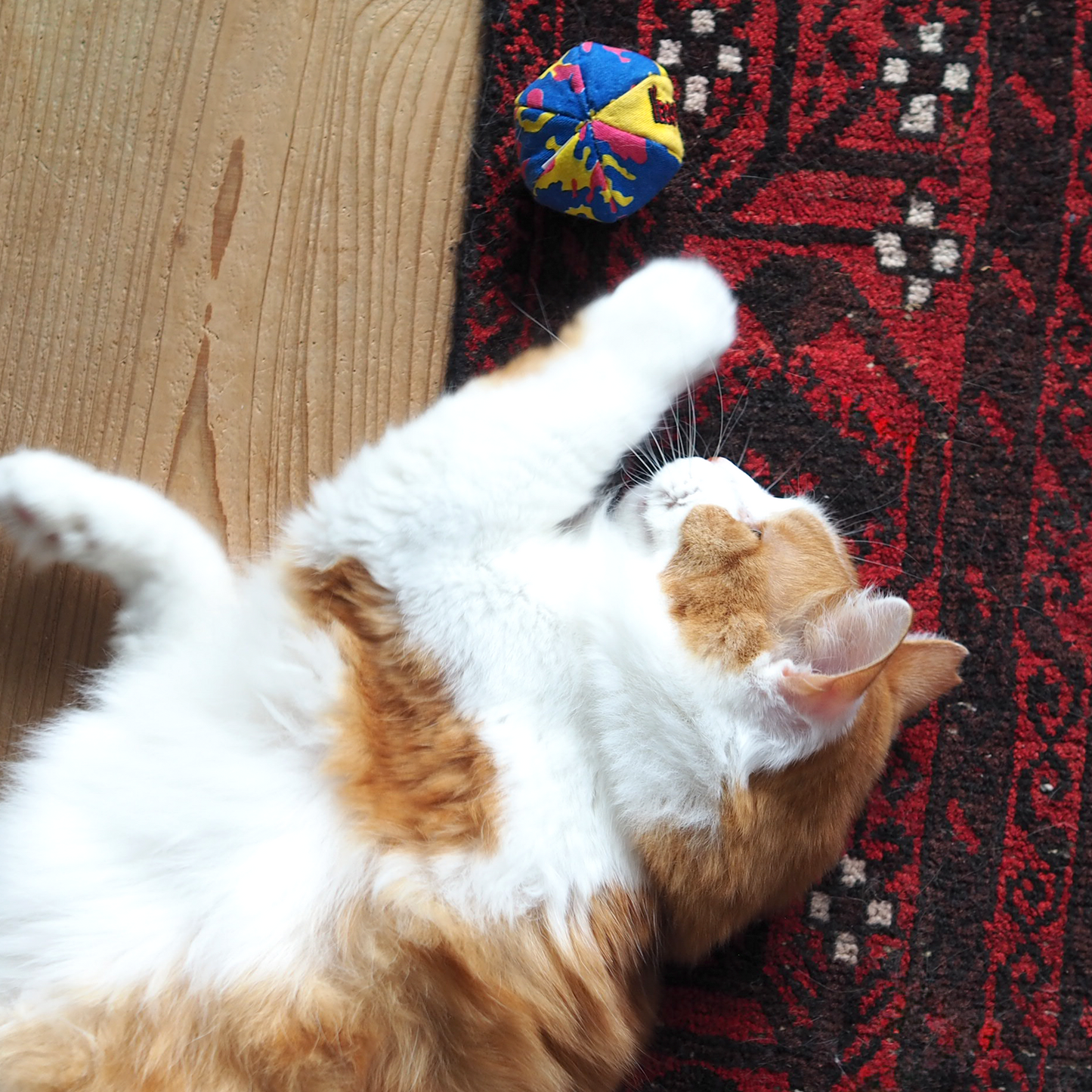 Oh My Cats Balls