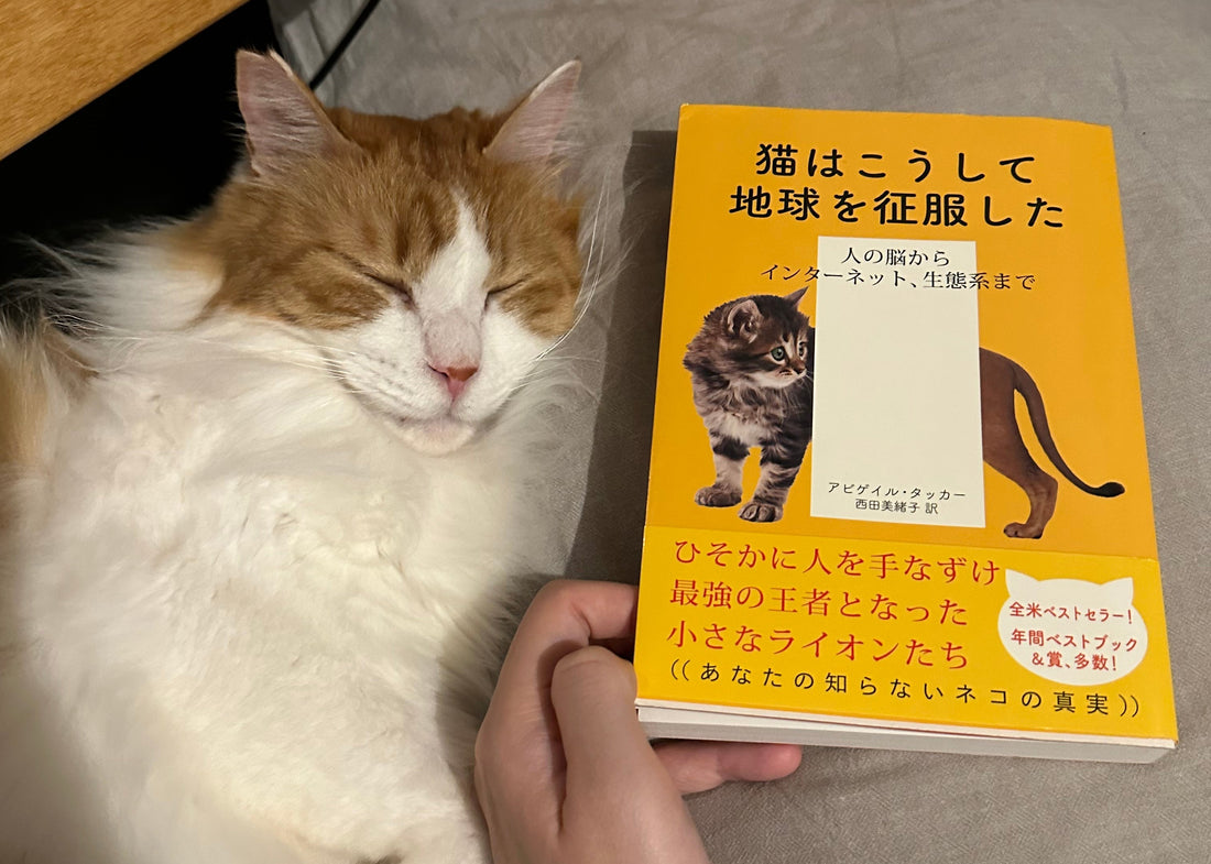 ネコ狂いの本棚