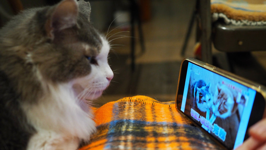 2025年11月19日（水）放送のBS- TBS「ねこ自慢」に出演させていただきました