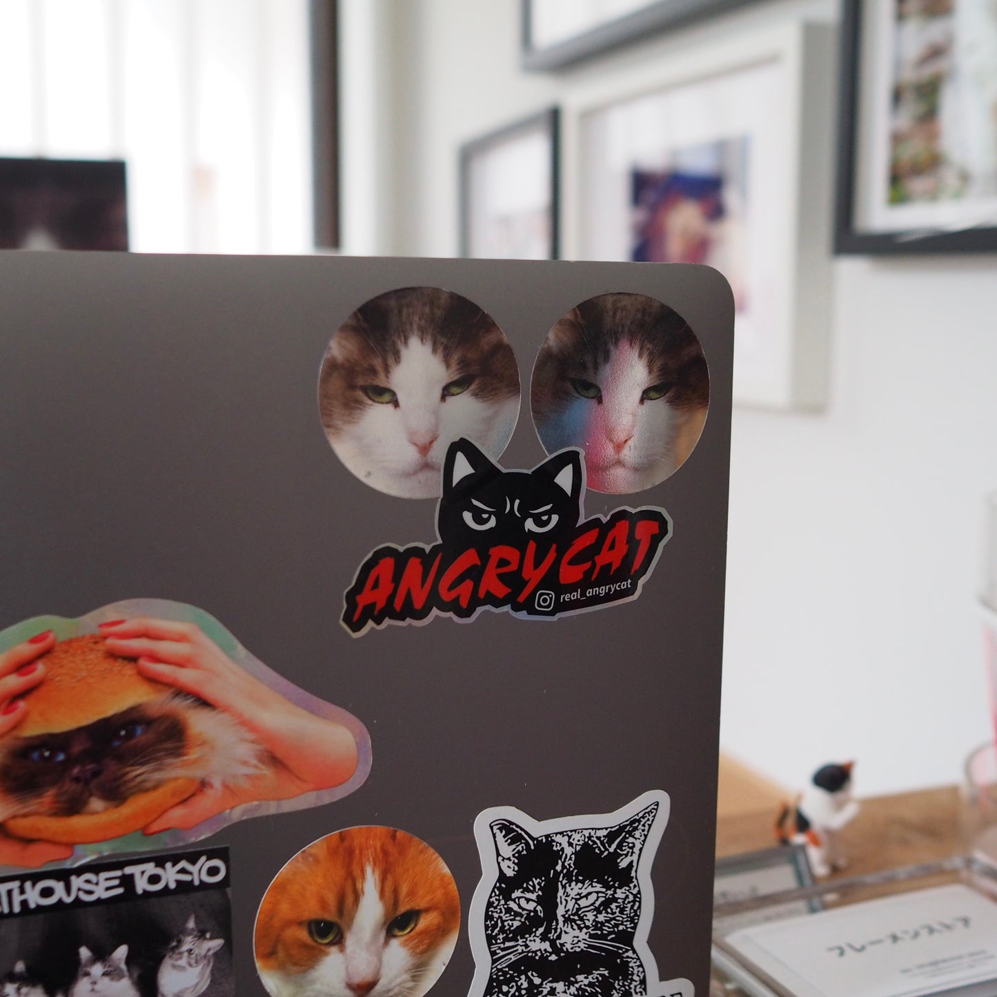 Angry Cat