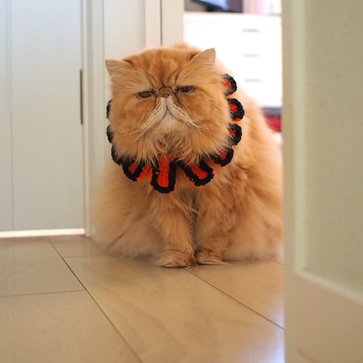 Halloween Paracord & Knit Collar🎃