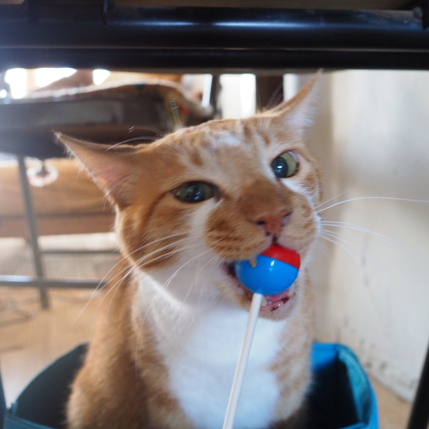 Pop ‘n Purr Lollipop