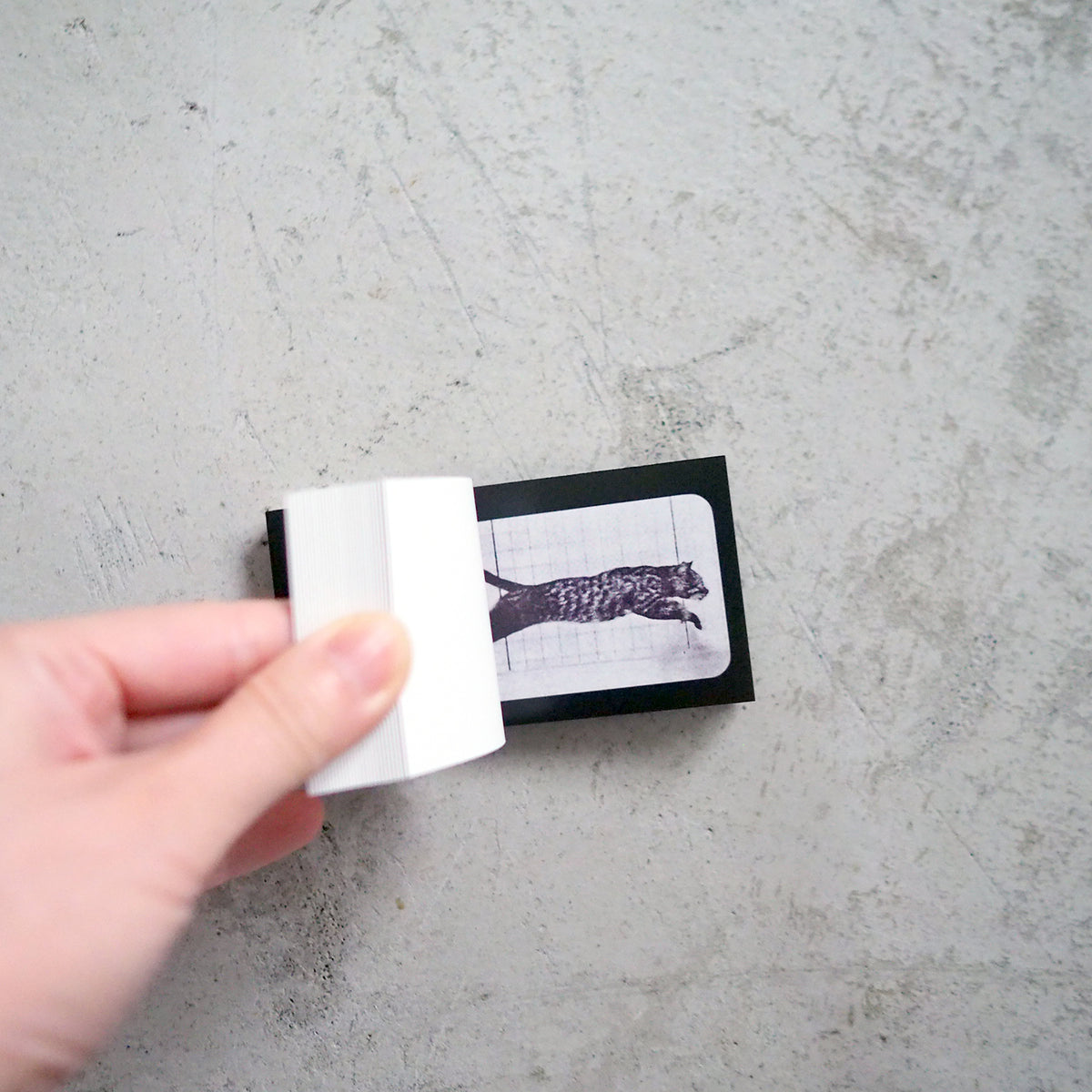 Muybridge Cat Flipbook (2014)