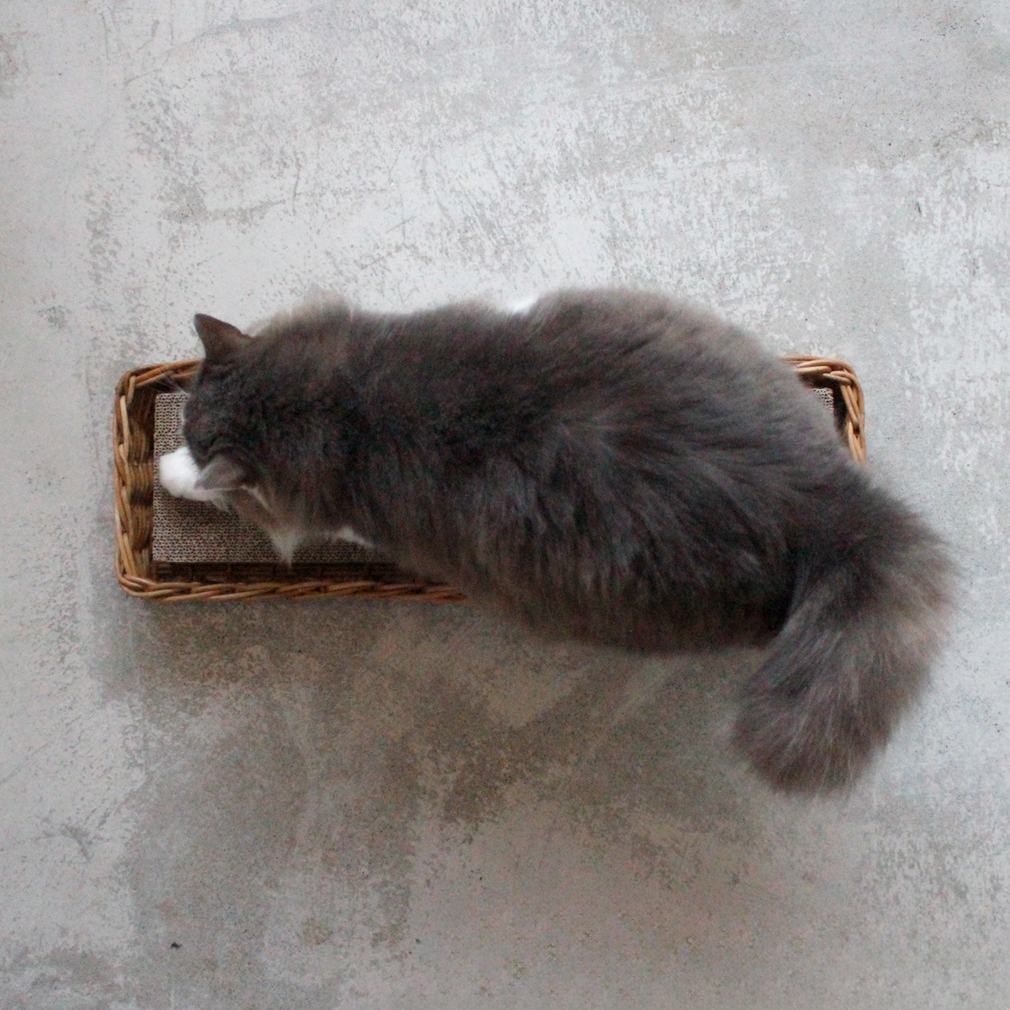 AROROG CAT SCRATCHER BOX（爪とぎセット）