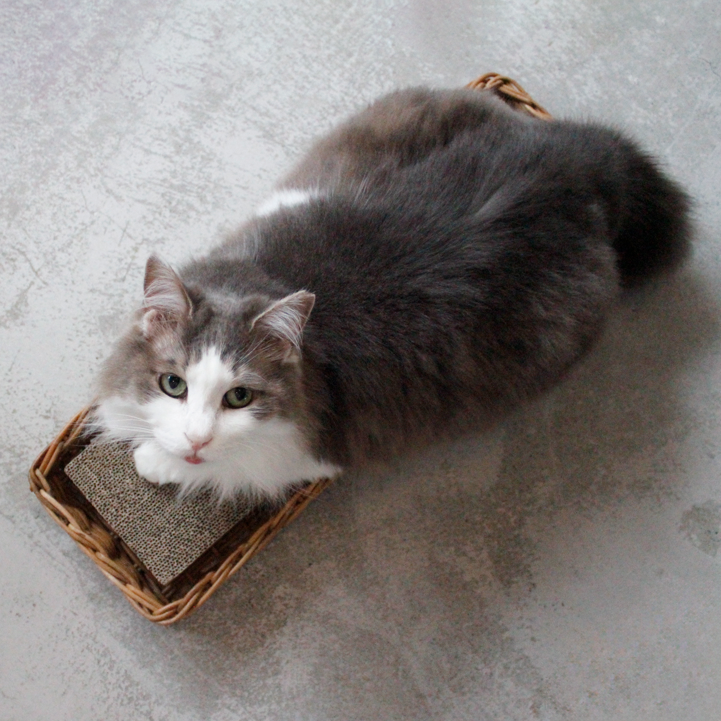AROROG CAT SCRATCHER BOX（爪とぎセット）