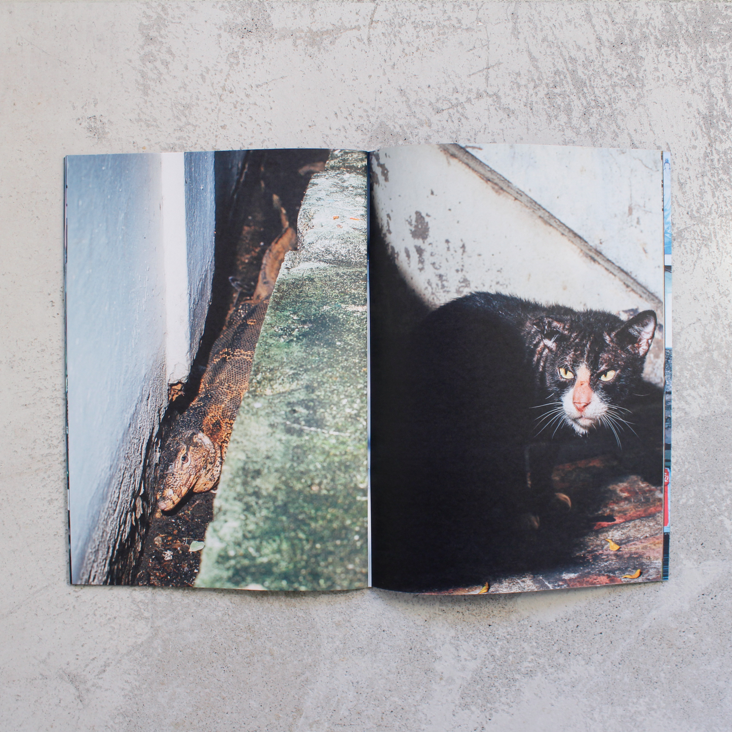 Backyard Diaries Vol. 2 - Bangkok, Black Cat Edition