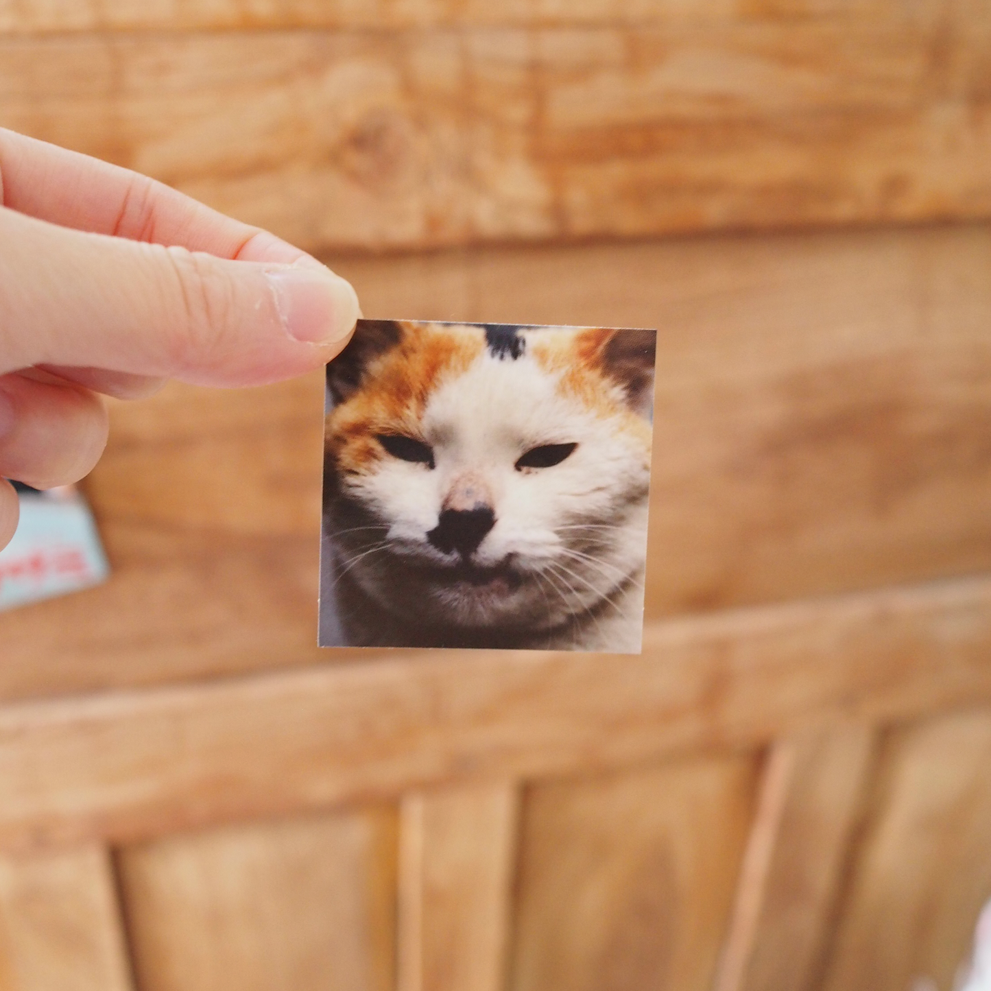 【あっちでちょのん、こっちでぶさみ展】ぶさみステッカー