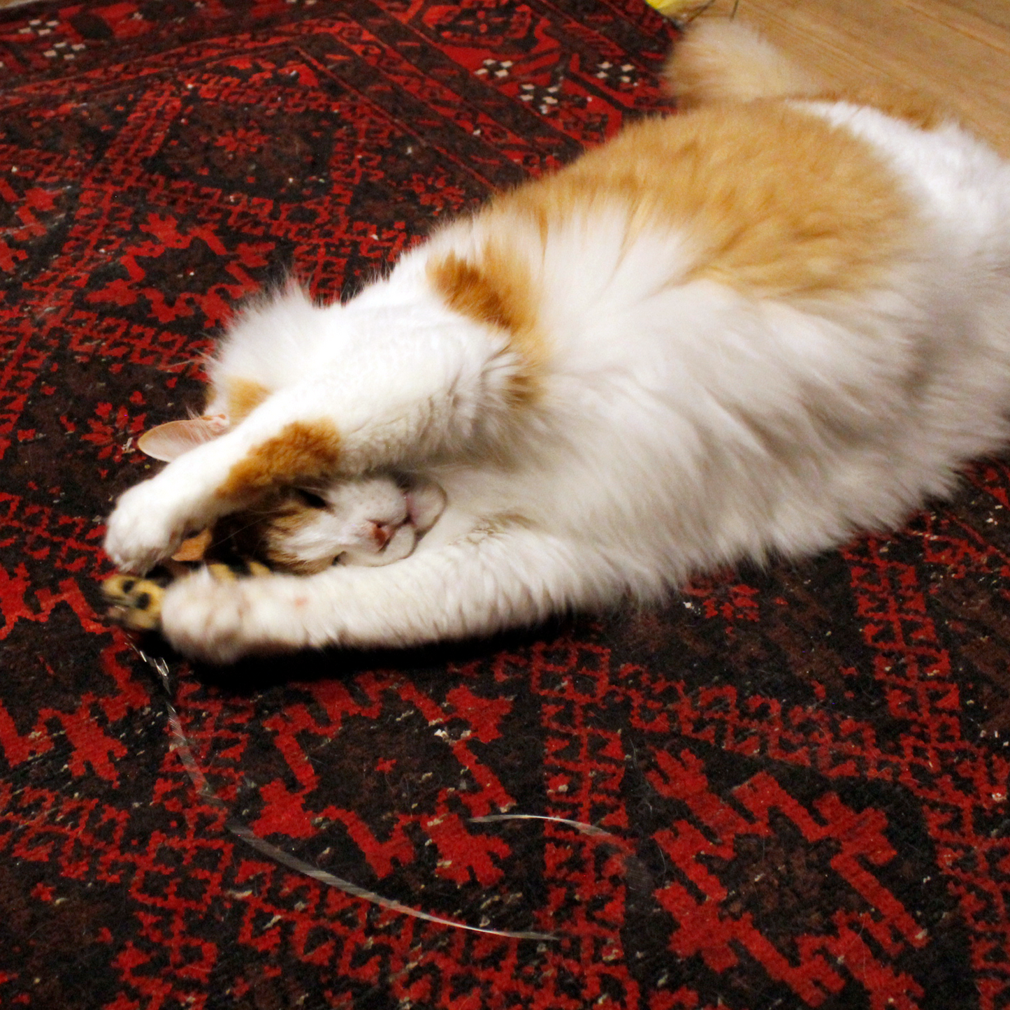 [ Refill ] Da Cat-A-Pilla