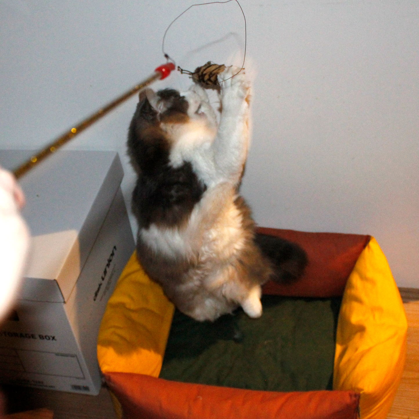 [ Refill ] Da Cat-A-Pilla