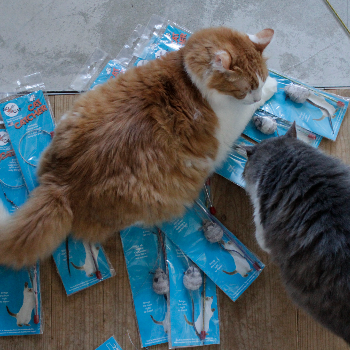 Cat Catcher