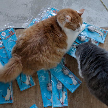 Cat Catcher