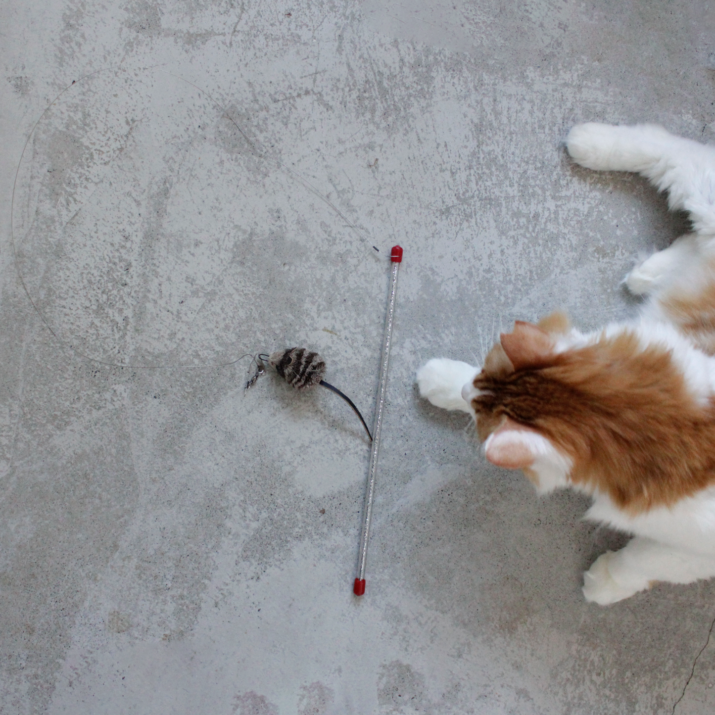 Cat Catcher