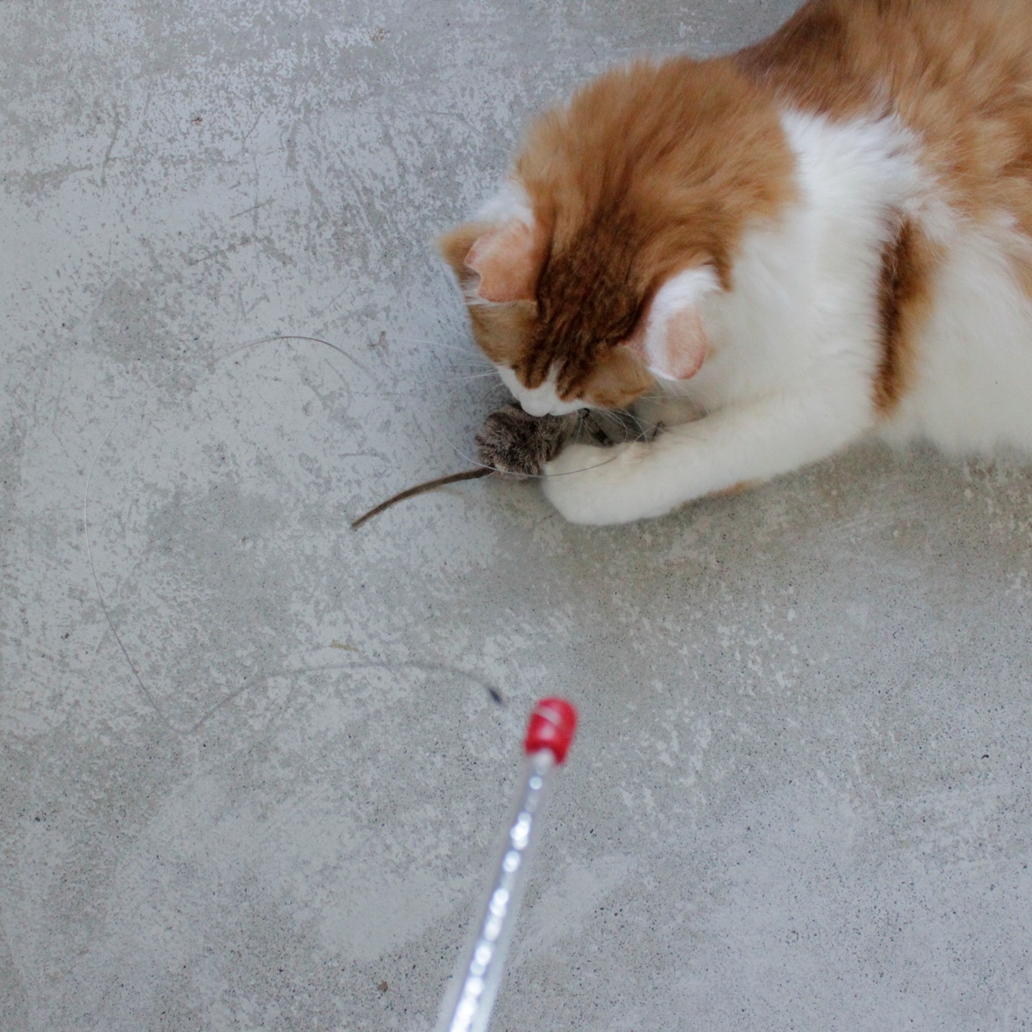 Cat Catcher