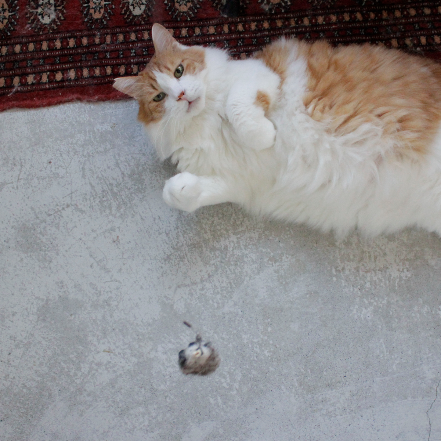 Cat Catcher