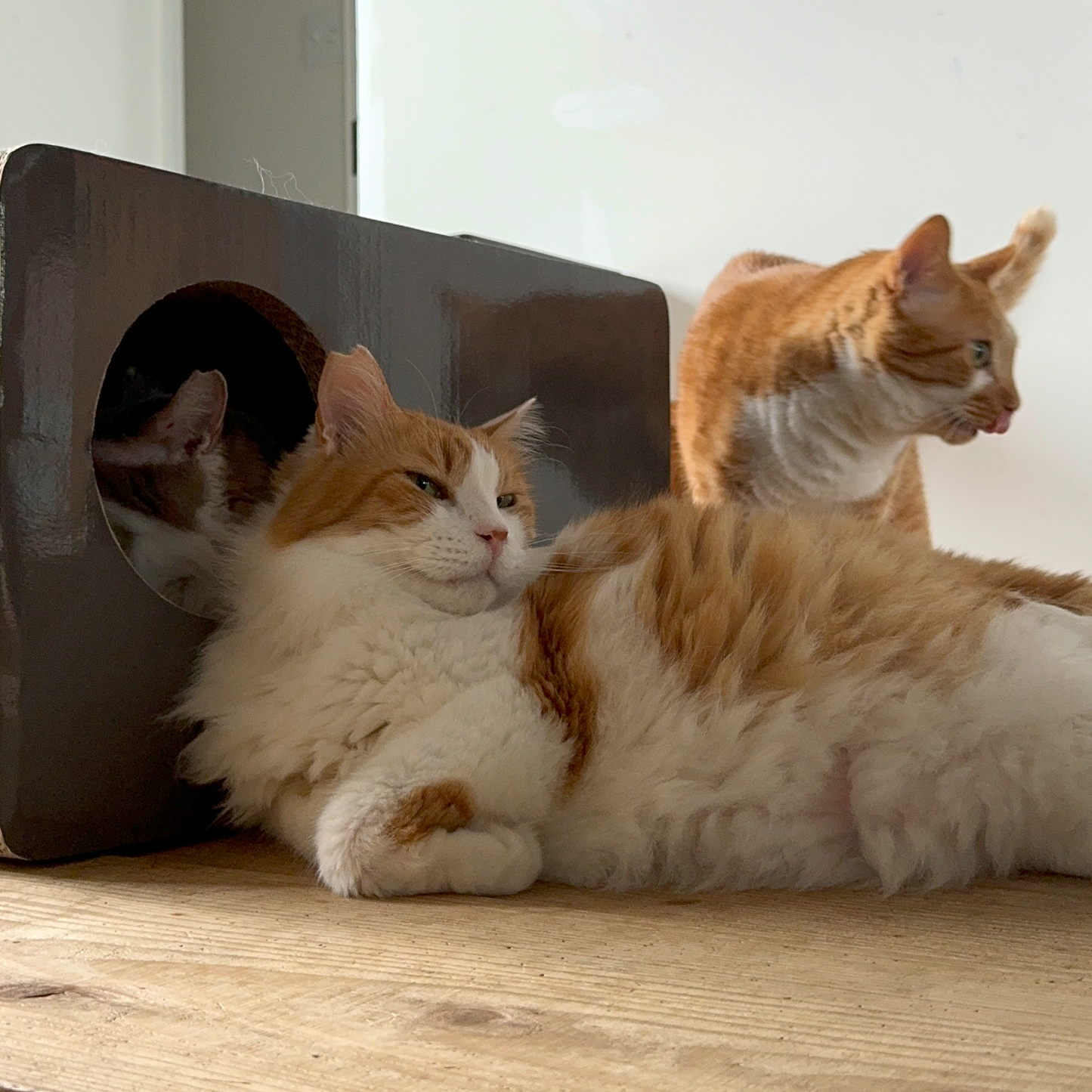 【在庫限りで生産終了】CAT BOX