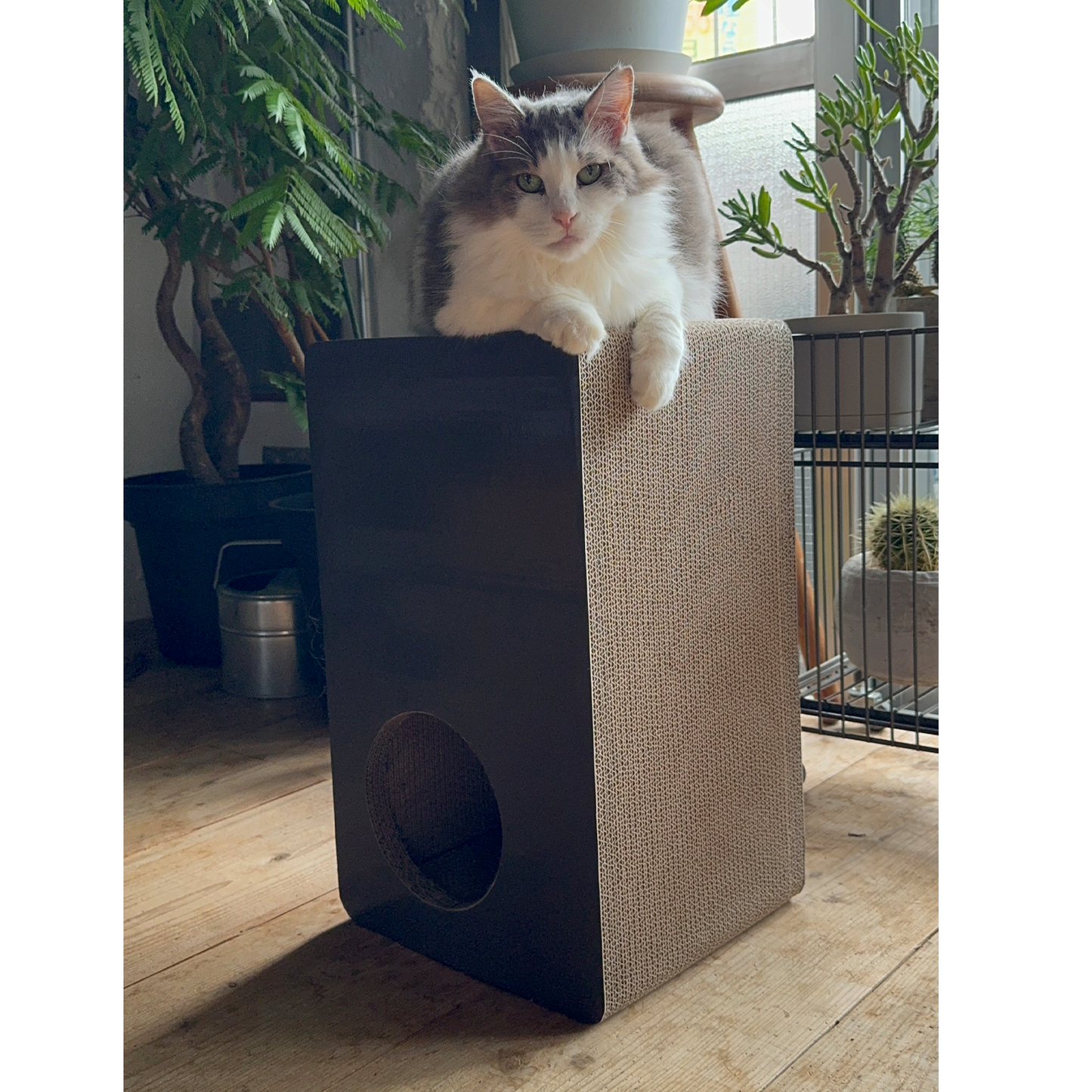 【在庫限りで生産終了】CAT BOX