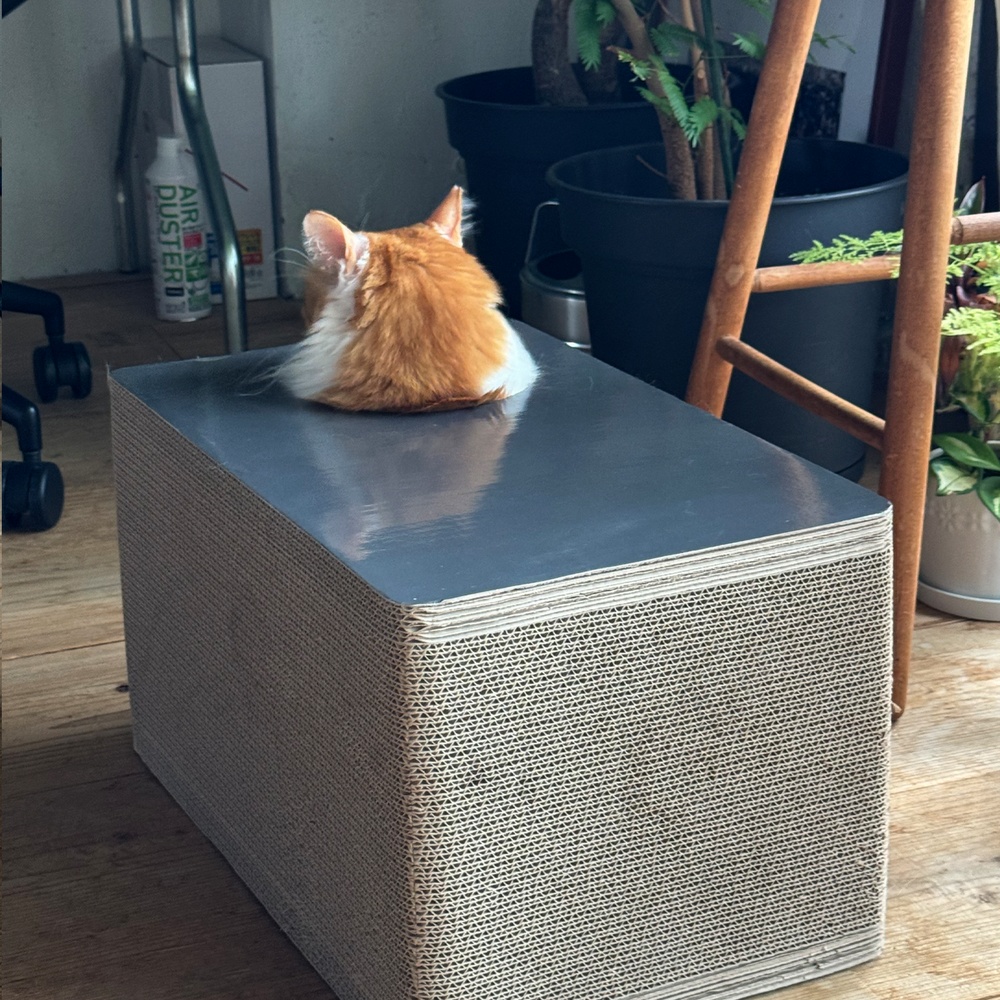 【在庫限りで生産終了】CAT BOX