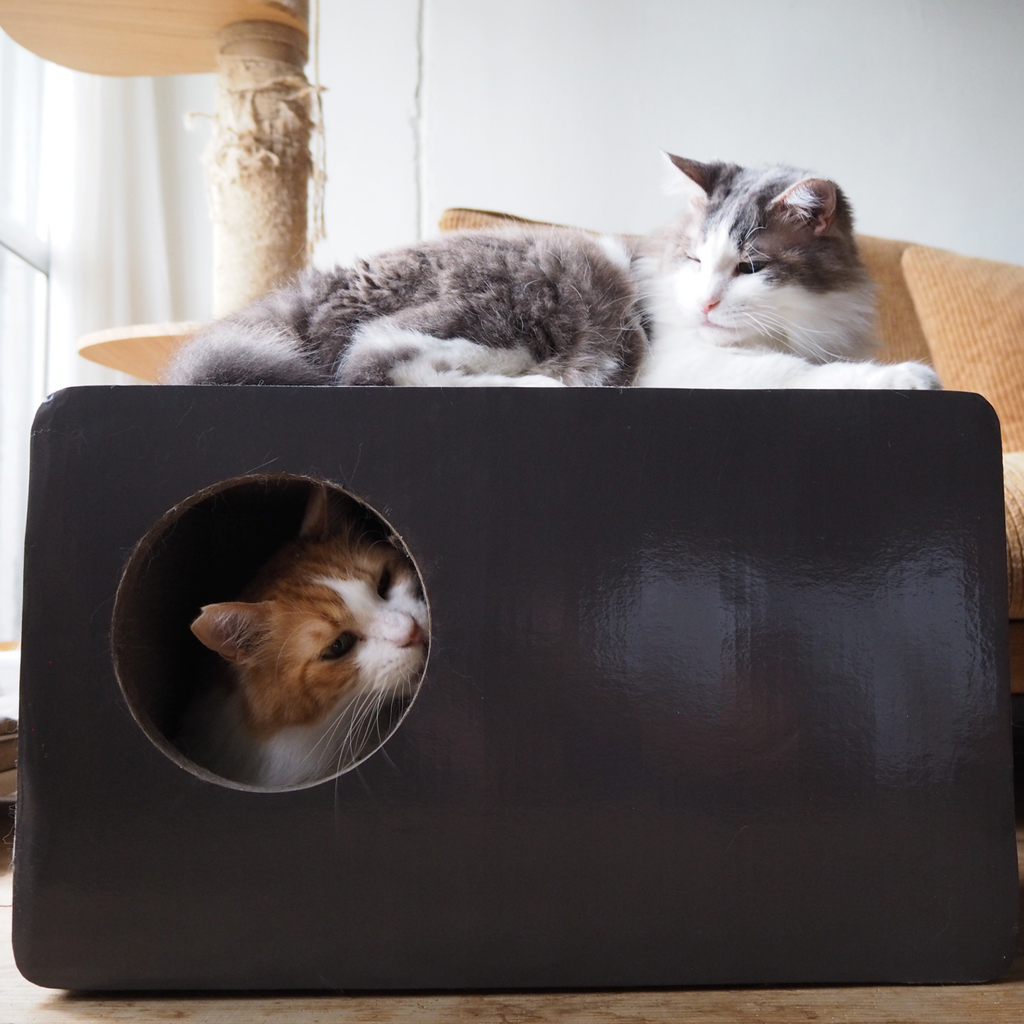 【在庫限りで生産終了】CAT BOX