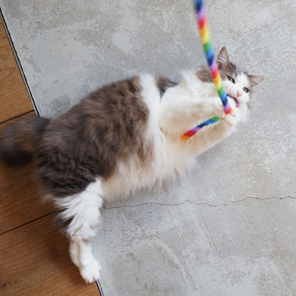 Cat Charmer