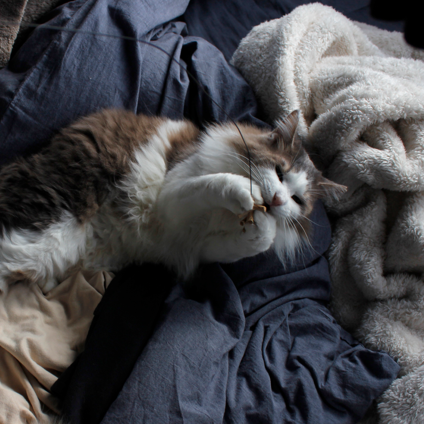 Cat Dancer