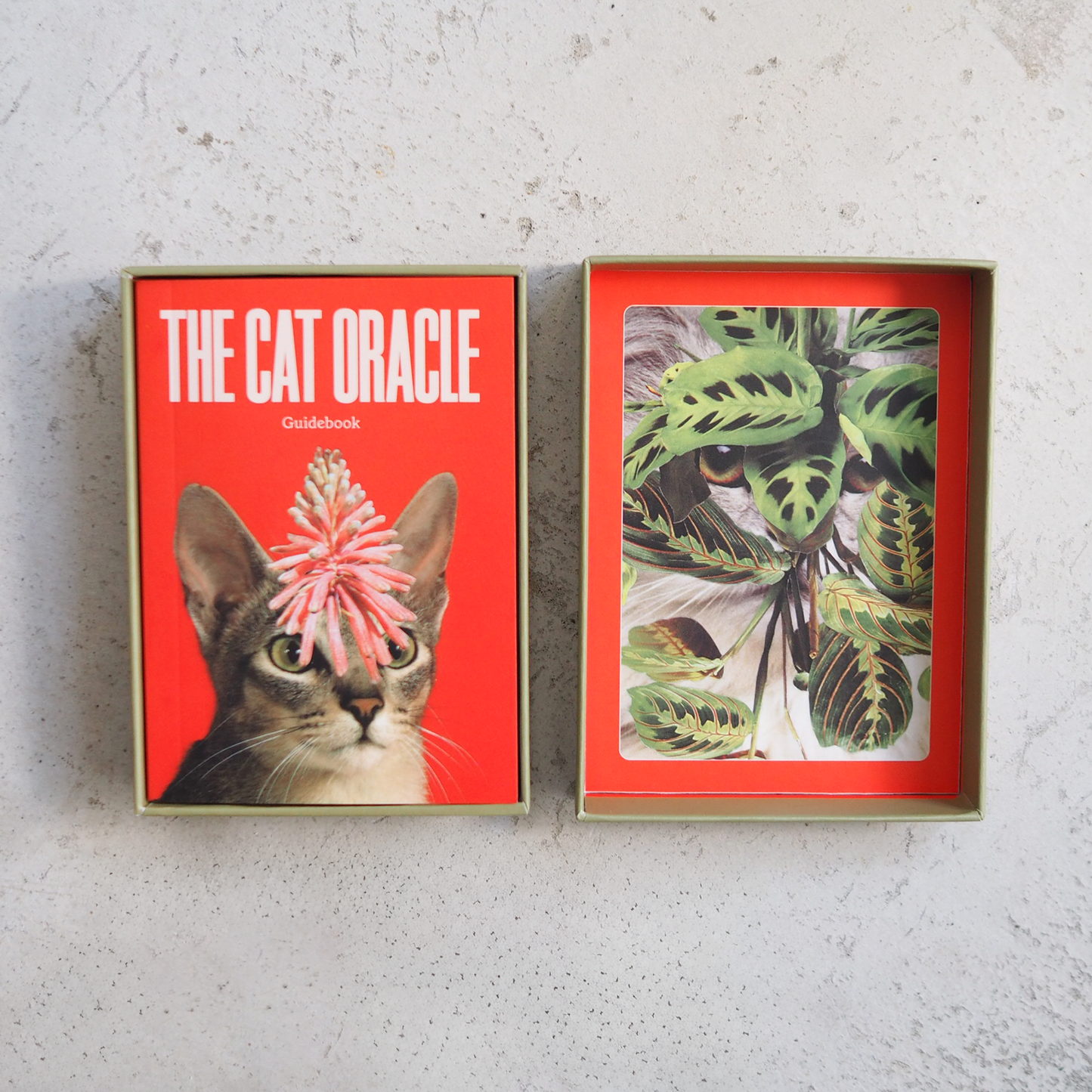 THE CAT ORACLE