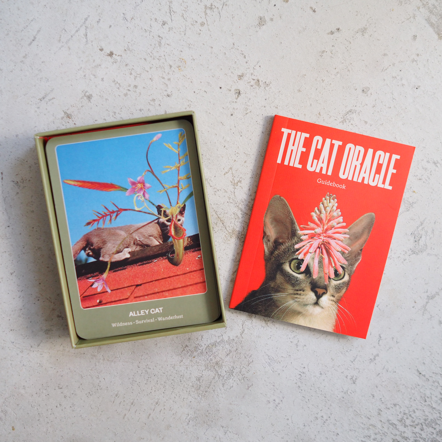 THE CAT ORACLE