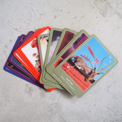 THE CAT ORACLE
