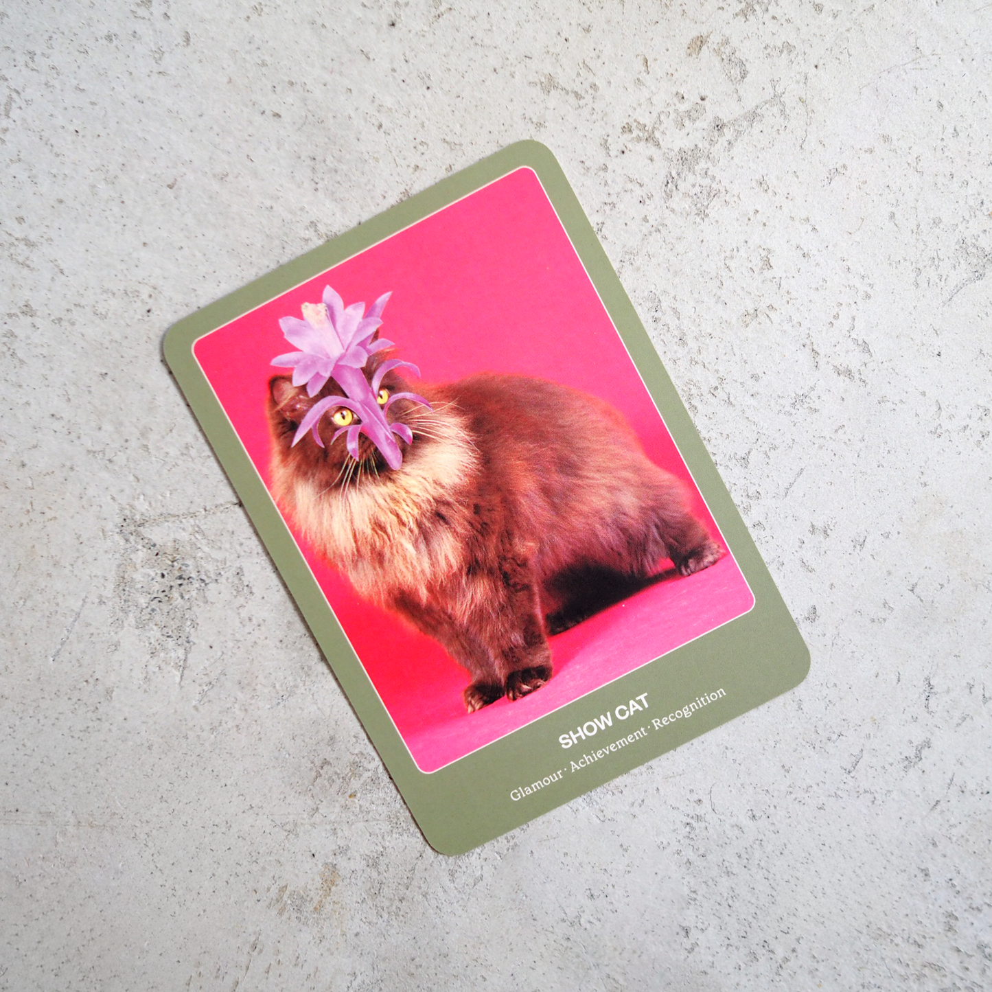 THE CAT ORACLE