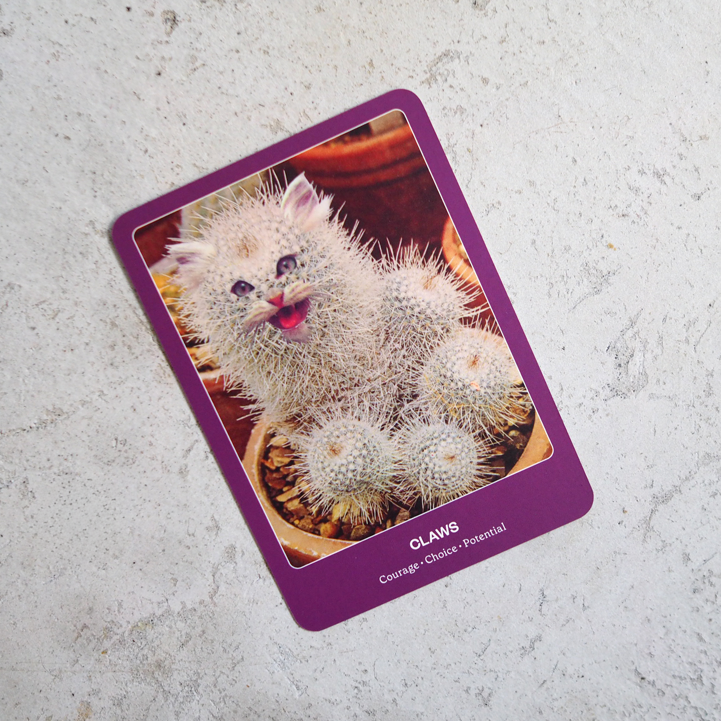 THE CAT ORACLE