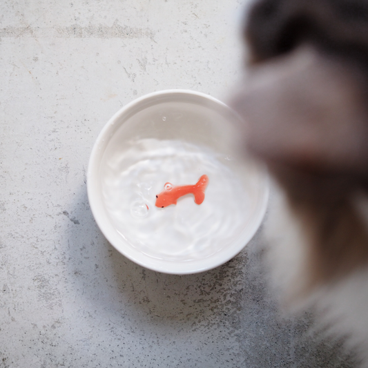 Goldfish Cat Bowl