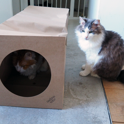 Hide and Sneak