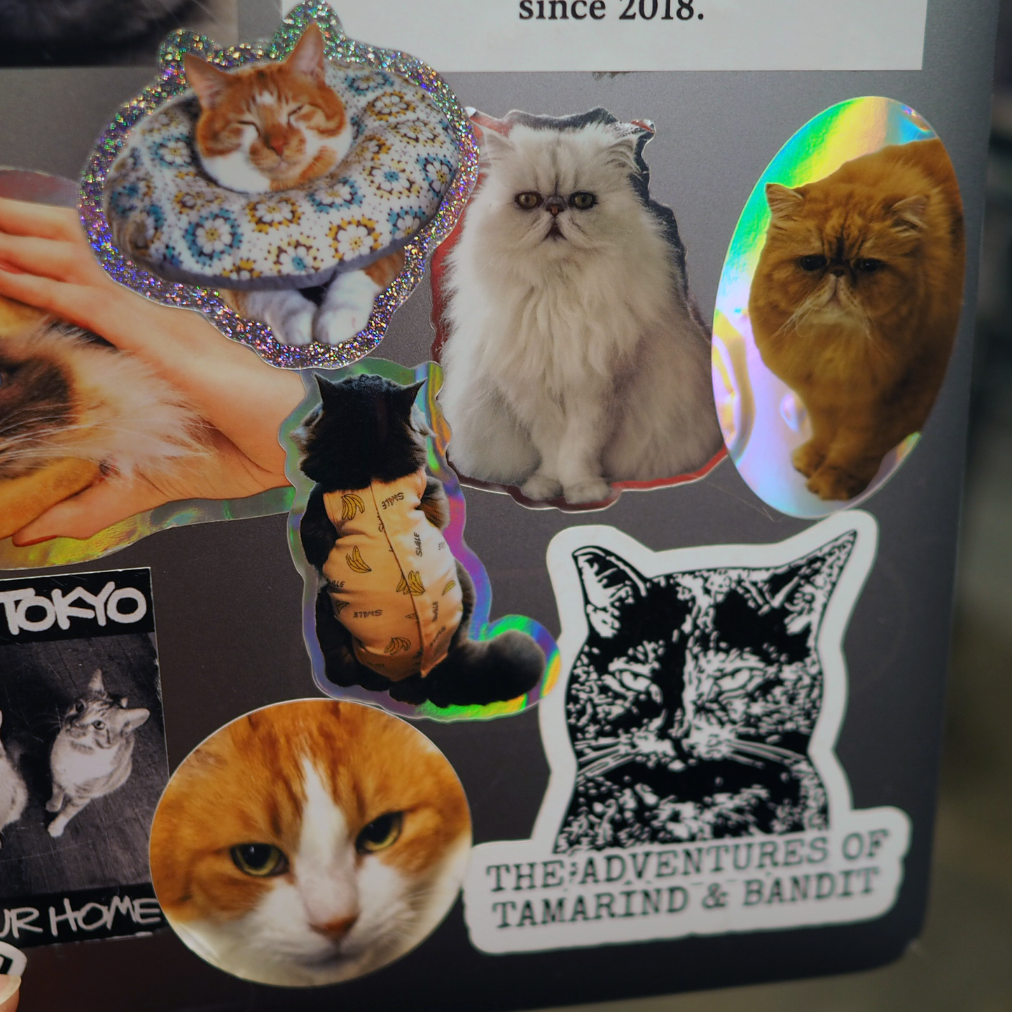 きゃむあにステッカー