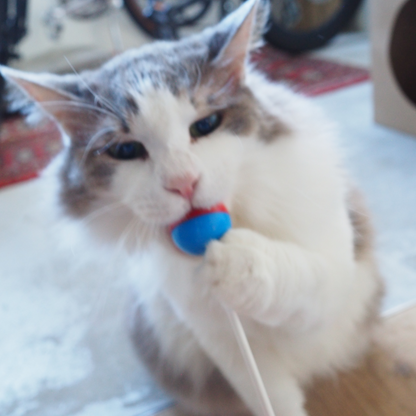 Pop ‘n Purr Lollipop