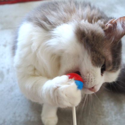 Pop ‘n Purr Lollipop