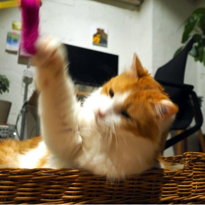 猫じゃらし各種 / 猫じゃらし産業