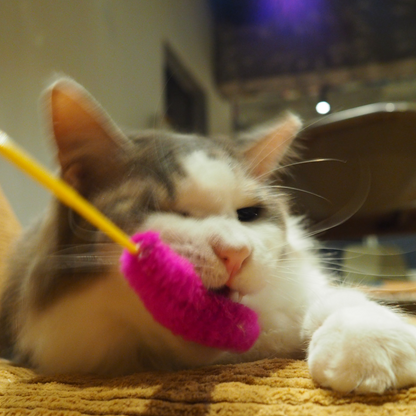 猫じゃらし各種 / 猫じゃらし産業