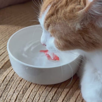 Goldfish Cat Bowl