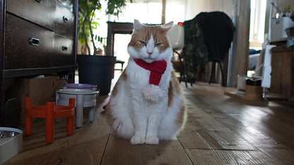 ニットマフラー '25（ネコ用）