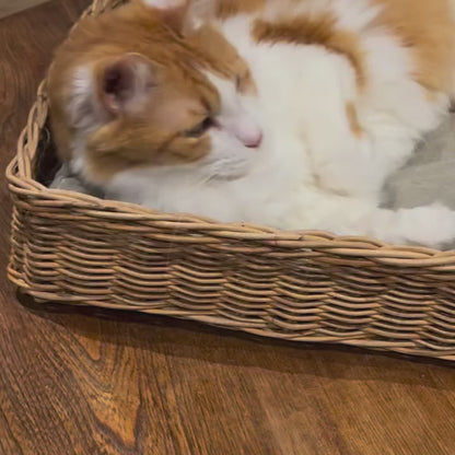 Cat Lures