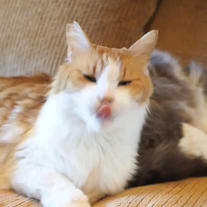 Paracord & Knit Collar🌼