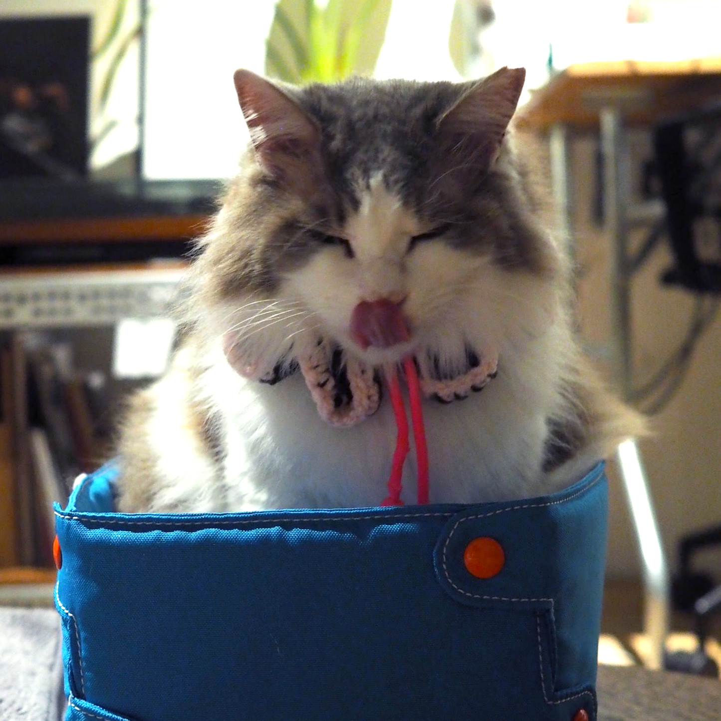 Paracord & Knit Collar🌼