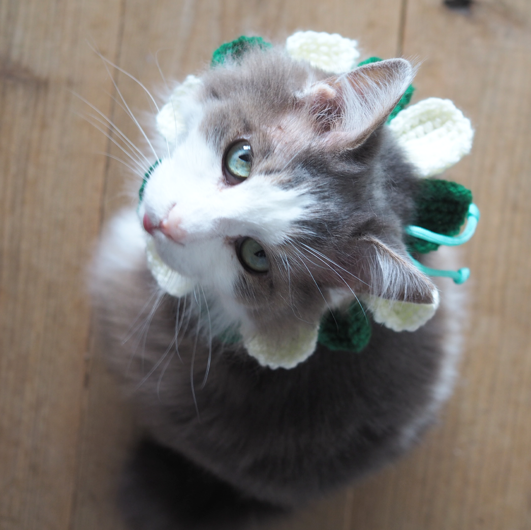 Paracord & Knit Collar🌼