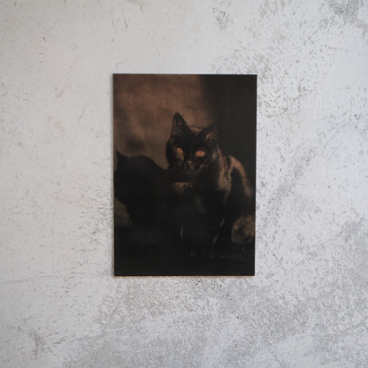 The Black Cat